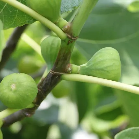 Issy View House Senovo